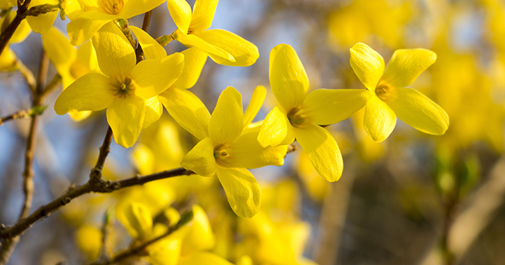 Forsythia - TCA